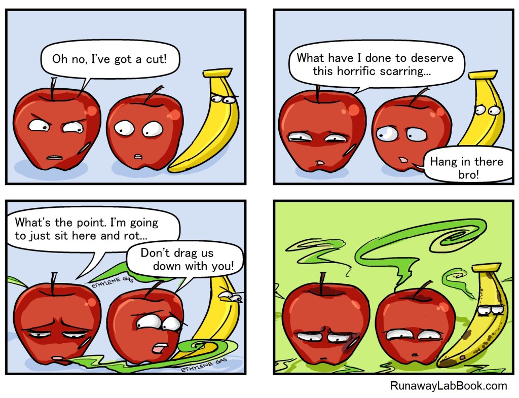 A bad apple spoils the barrel